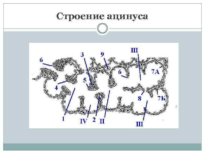 Строение ацинуса 
