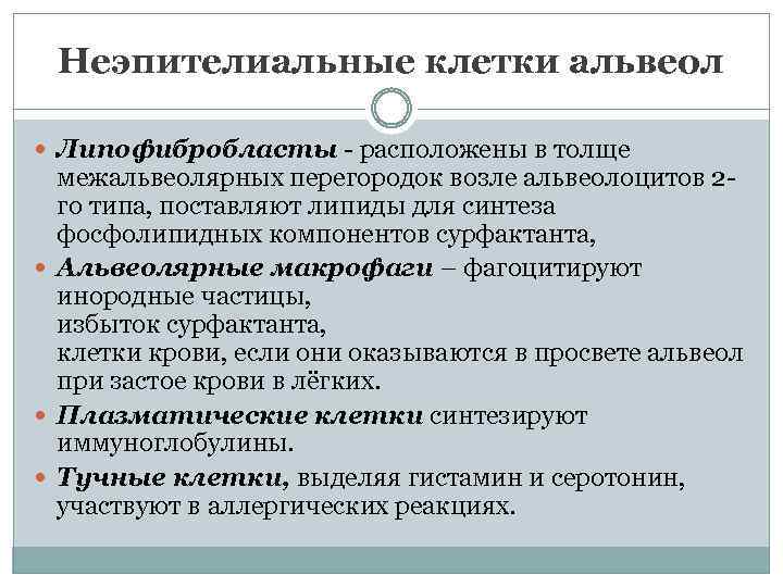 Неэпителиальные клетки альвеол Липофибробласты - расположены в толще межальвеолярных перегородок возле альвеолоцитов 2 го
