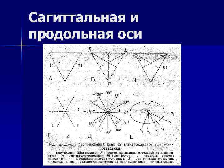 Сагиттальная и продольная оси 