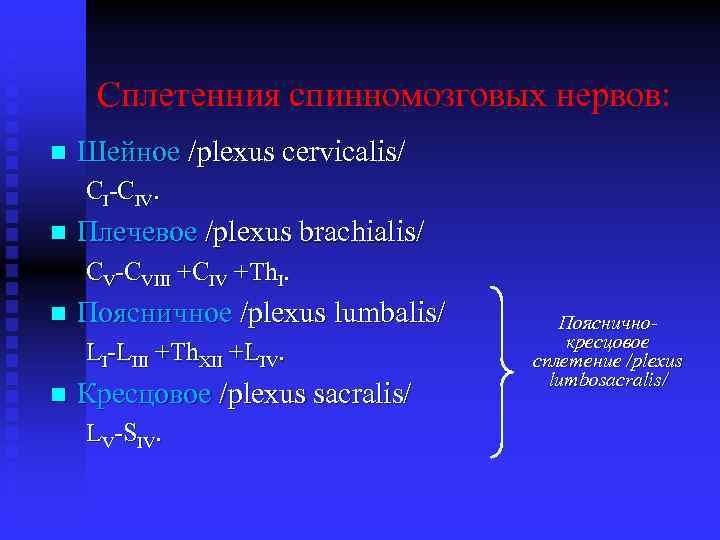 Сплетенния спинномозговых нервов: n Шейное /plexus cervicalis/ CI-CIV. n Плечевое /plexus brachialis/ CV-CVIII +CIV