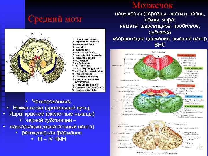 Мозжечок Средний мозг • Четверохолмие, • Ножки мозга (зрительный путь), • Ядра: красное (скелетные
