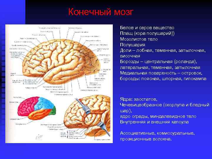 Серое вещество конечного мозга