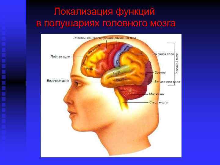 Локализация функций в полушариях головного мозга 