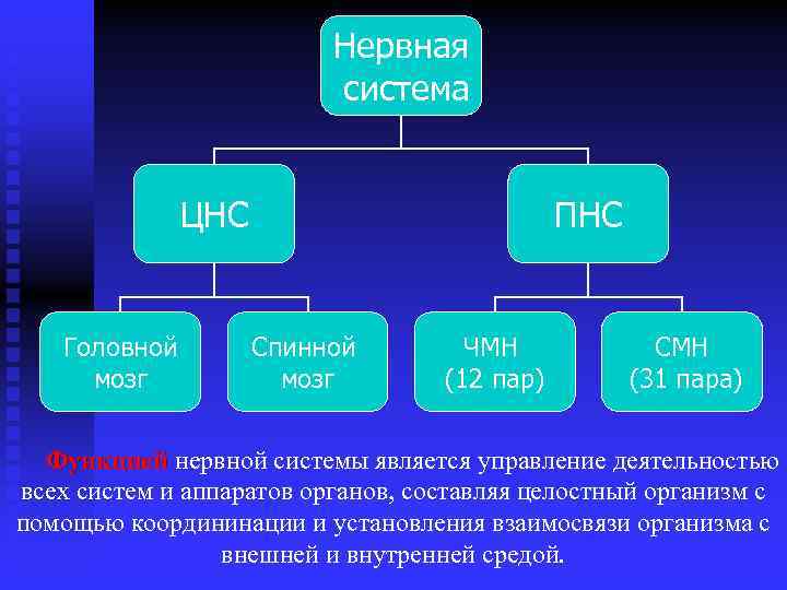 Нервная система ЦНС Головной мозг ПНС Спинной мозг ЧМН (12 пар) СМН (31 пара)