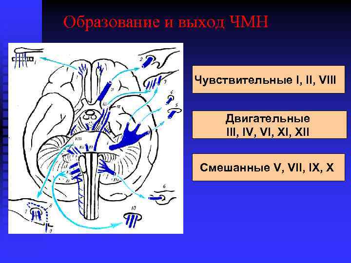 Образование и выход ЧМН Чувствительные I, II, VIII Двигательные III, IV, VI, XII Смешанные