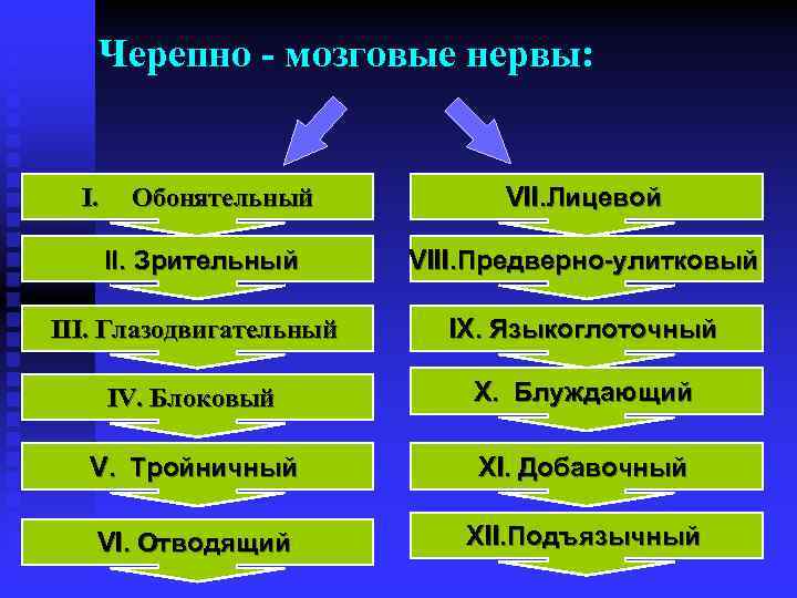 Черепно - мозговые нервы: I. Обонятельный VII. Лицевой II. Зрительный VIII. Предверно-улитковый III. Глазодвигательный