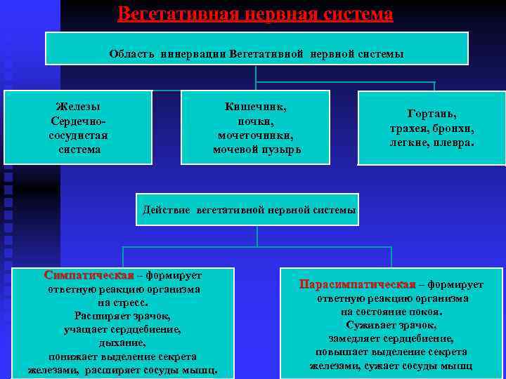 Вегетативная нервная система Область иннервации Вегетативной нервной системы Железы Сердечнососудистая система Кишечник, почки, мочеточники,