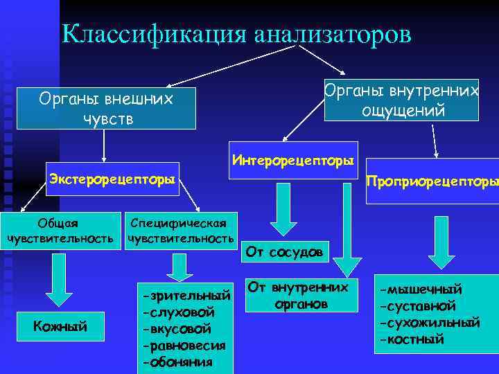 Классификация анализаторов Органы внутренних ощущений Органы внешних чувств Экстерорецепторы Общая чувствительность Кожный Интерорецепторы Специфическая