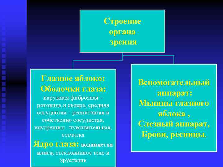 Строение органа зрения Глазное яблоко: Оболочки глаза: наружная фиброзная – роговица и склера, средняя