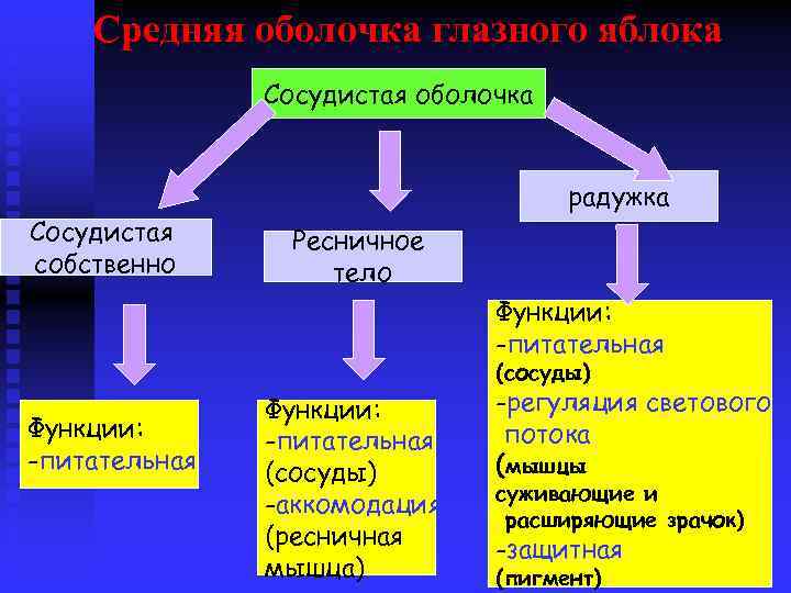 Средняя оболочка глазного яблока Сосудистая оболочка Сосудистая собственно радужка Ресничное тело Функции: -питательная (сосуды)