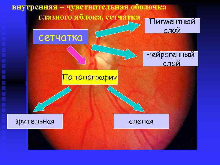 внутренняя – чувствительная оболочка глазного яблока, сетчатка Пигментный слой сетчатка Нейрогенный слой По топографии