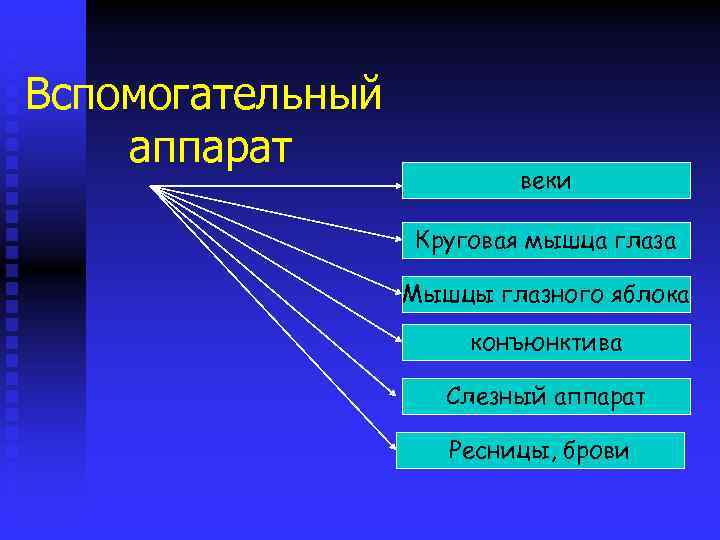 Вспомогательный аппарат веки Круговая мышца глаза Мышцы глазного яблока конъюнктива Слезный аппарат Ресницы, брови
