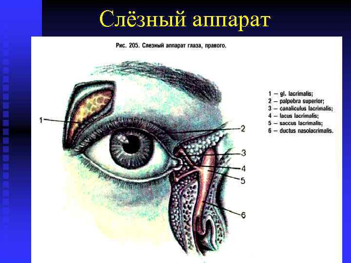 Слёзный аппарат 