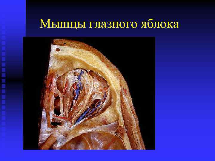Мышцы глазного яблока 