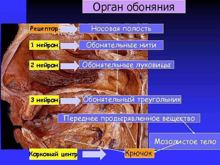 Орган обоняния Рецептор Носовая полость 1 нейрон Обонятельные нити 2 нейрон Обонятельные луковицы 3