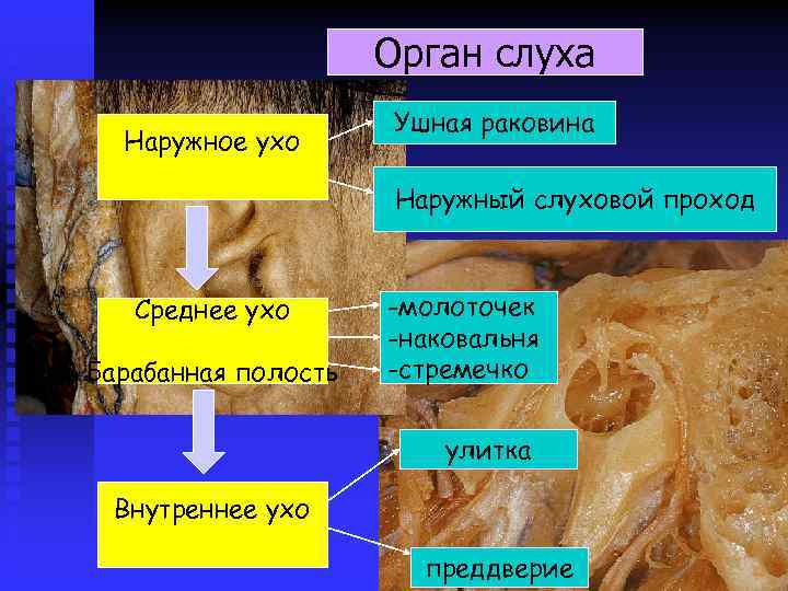 Орган слуха Наружное ухо Ушная раковина Наружный слуховой проход Среднее ухо Барабанная полость -молоточек