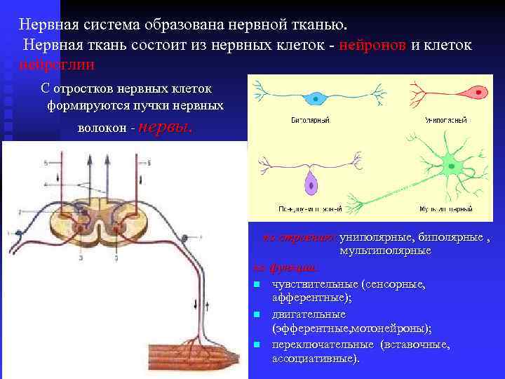 Нервная система образована нервной тканью. Нервная ткань состоит из нервных клеток - нейронов и