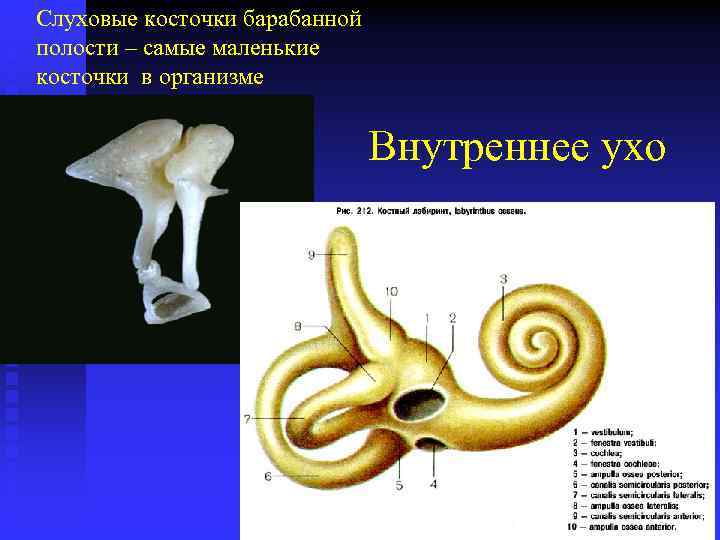 Слуховые косточки барабанной полости – самые маленькие косточки в организме Внутреннее ухо 