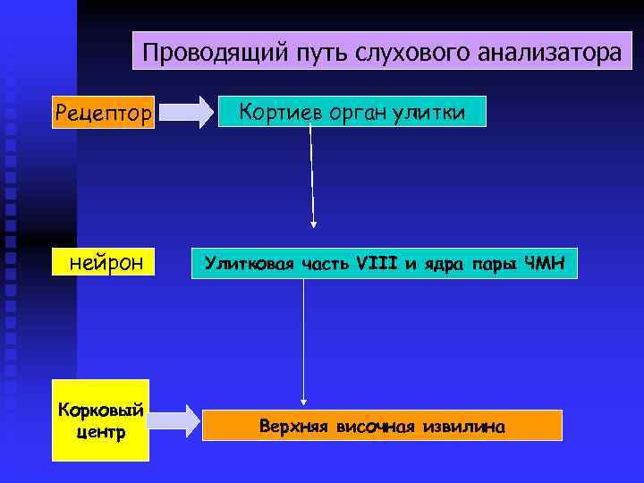 Проводящий путь слухового анализатора Рецептор нейрон Корковый центр Кортиев орган улитки Улитковая часть VIII