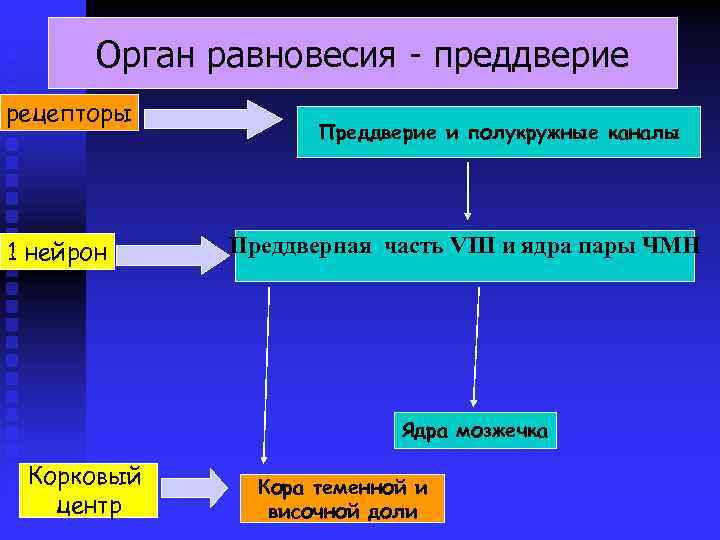 Орган равновесия - преддверие рецепторы 1 нейрон Преддверие и полукружные каналы Преддверная часть VIII