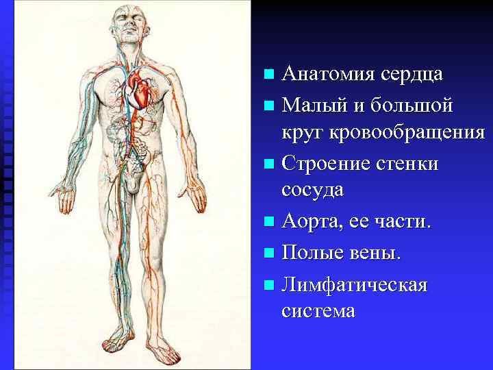 Анатомия сердца n Малый и большой круг кровообращения n Строение стенки сосуда n Аорта,