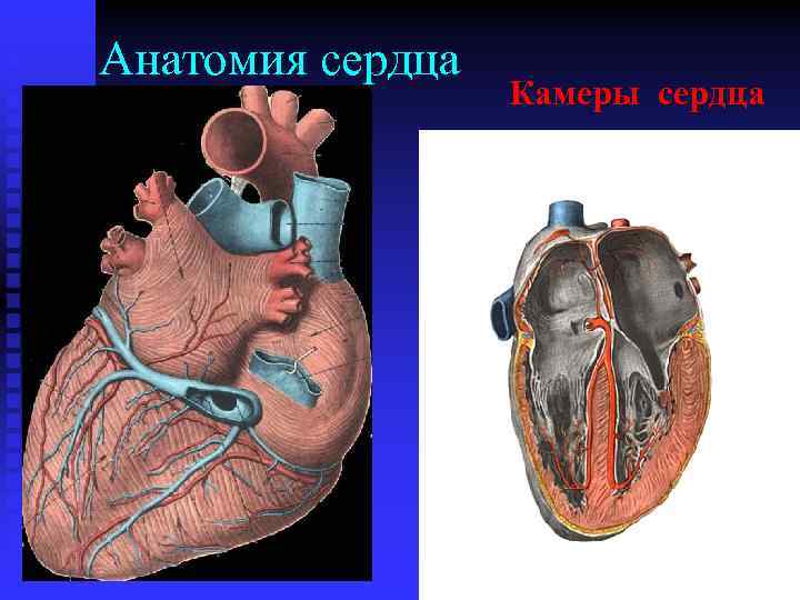 Анатомия сердца Камеры сердца 