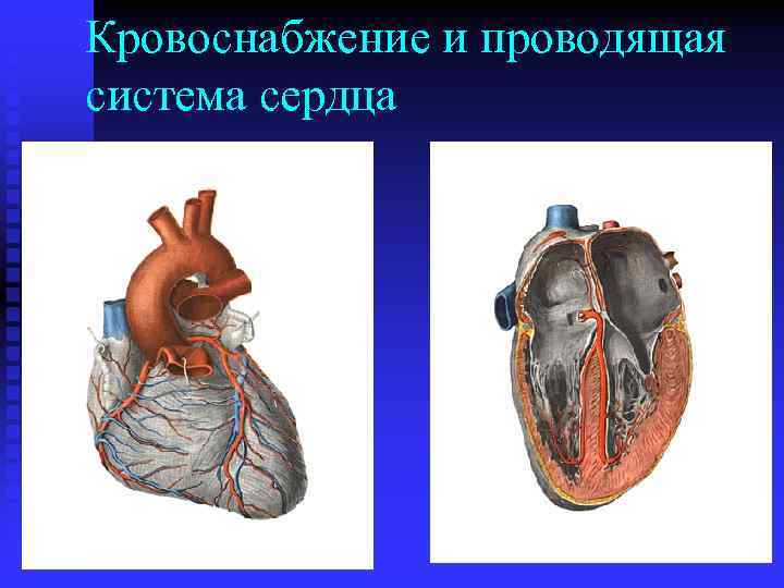 Кровоснабжение и проводящая система сердца 