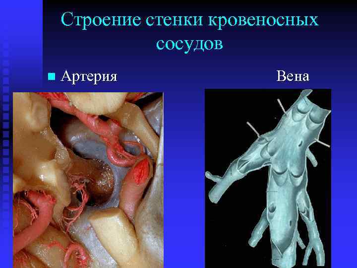 Строение стенки кровеносных сосудов n Артерия Вена 