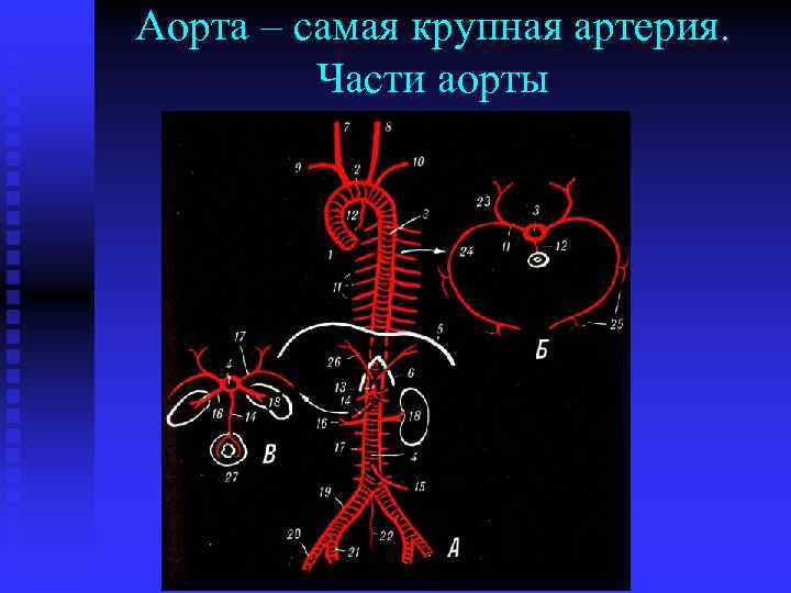 Аорта – самая крупная артерия. Части аорты 