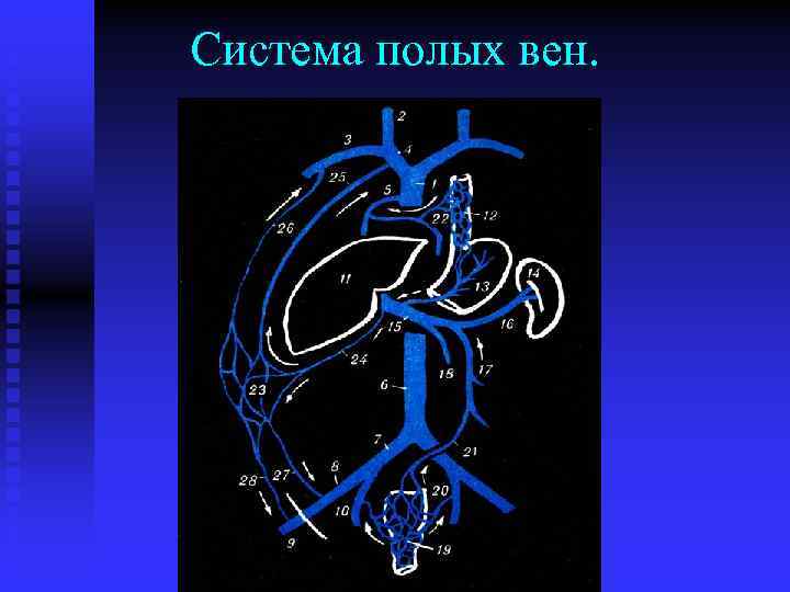 Система полых вен. 