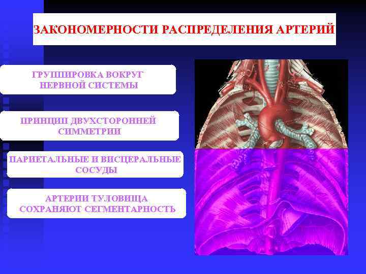 ЗАКОНОМЕРНОСТИ РАСПРЕДЕЛЕНИЯ АРТЕРИЙ ГРУППИРОВКА ВОКРУГ НЕРВНОЙ СИСТЕМЫ ПРИНЦИП ДВУХСТОРОННЕЙ СИММЕТРИИ ПАРИЕТАЛЬНЫЕ И ВИСЦЕРАЛЬНЫЕ СОСУДЫ