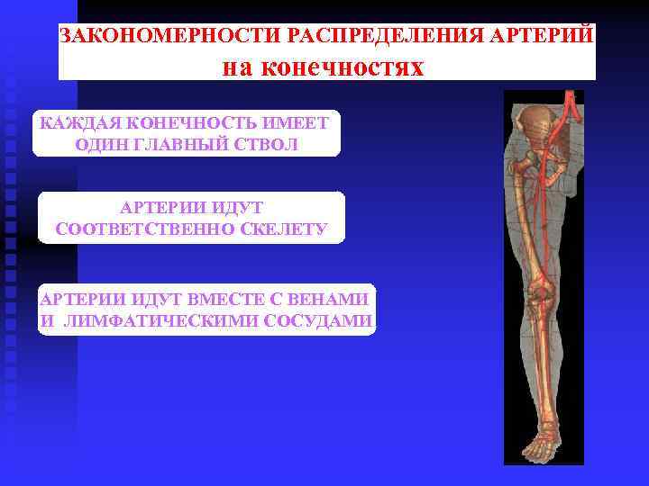 ЗАКОНОМЕРНОСТИ РАСПРЕДЕЛЕНИЯ АРТЕРИЙ на конечностях КАЖДАЯ КОНЕЧНОСТЬ ИМЕЕТ ОДИН ГЛАВНЫЙ СТВОЛ АРТЕРИИ ИДУТ СООТВЕТСТВЕННО