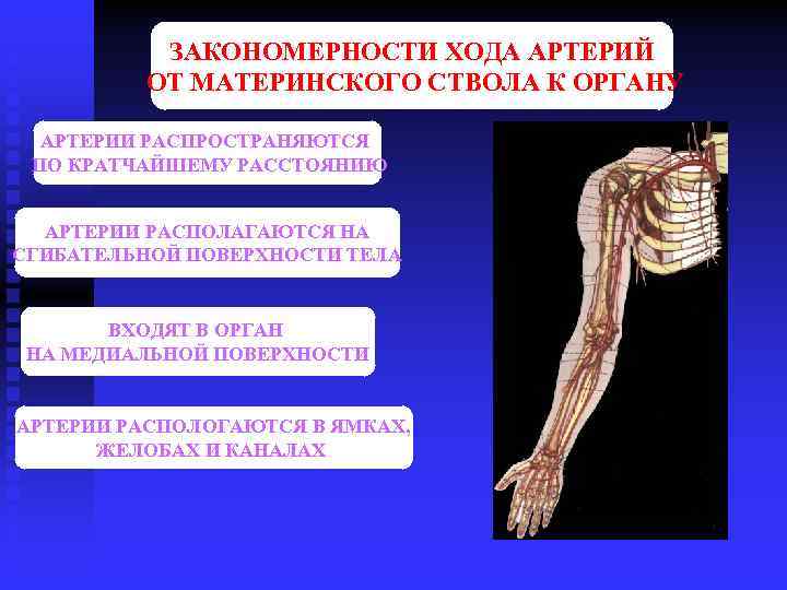 ЗАКОНОМЕРНОСТИ ХОДА АРТЕРИЙ ОТ МАТЕРИНСКОГО СТВОЛА К ОРГАНУ АРТЕРИИ РАСПРОСТРАНЯЮТСЯ ПО КРАТЧАЙШЕМУ РАССТОЯНИЮ АРТЕРИИ