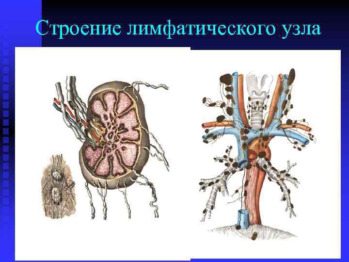 Строение лимфатического узла 