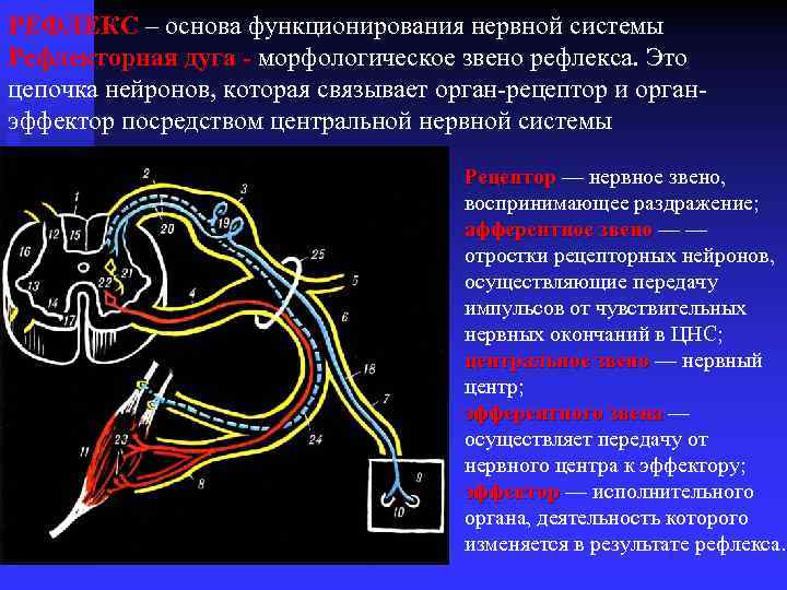 РЕФЛЕКС – основа функционирования нервной системы Рефлекторная дуга - морфологическое звено рефлекса. Это цепочка