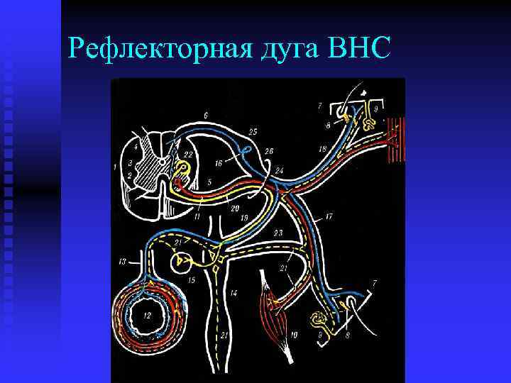 Рефлекторная дуга ВНС 
