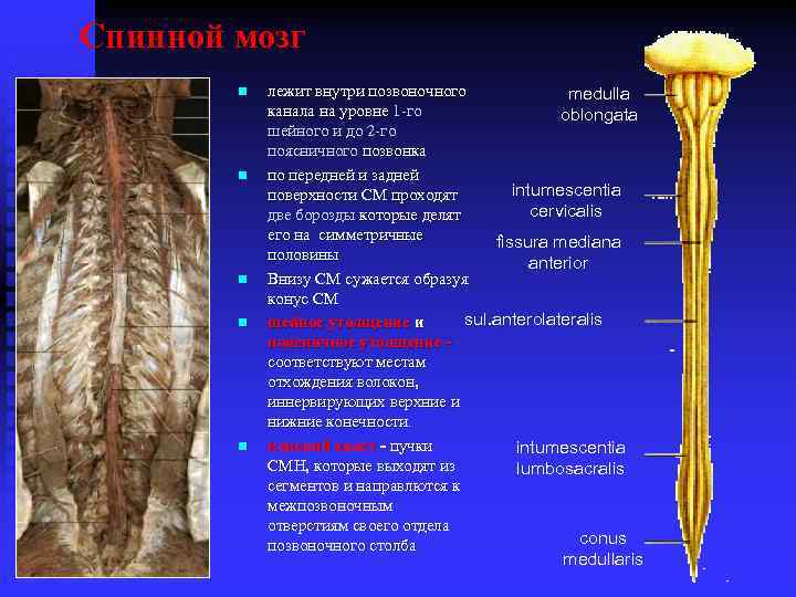 Спинной мозг n n n лежит внутри позвоночного medulla канала на уровне 1 -го
