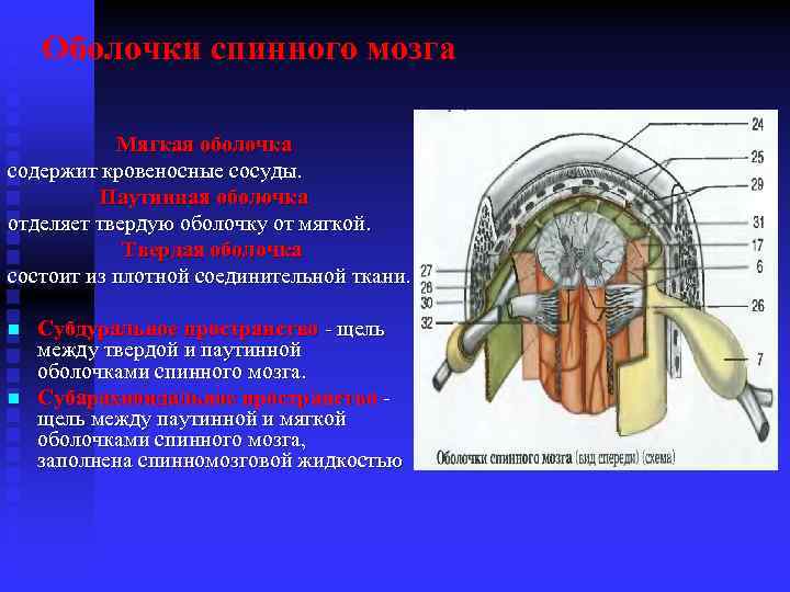 Оболочки спинного мозга Мягкая оболочка содержит кровеносные сосуды. Паутинная оболочка отделяет твердую оболочку от