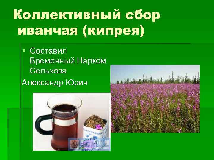 Коллективный сбор иванчая (кипрея) § Составил Временный Нарком Сельхоза Александр Юрин 