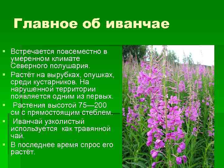 Главное об иванчае § Встречается повсеместно в умеренном климате Северного полушария. § Растёт на