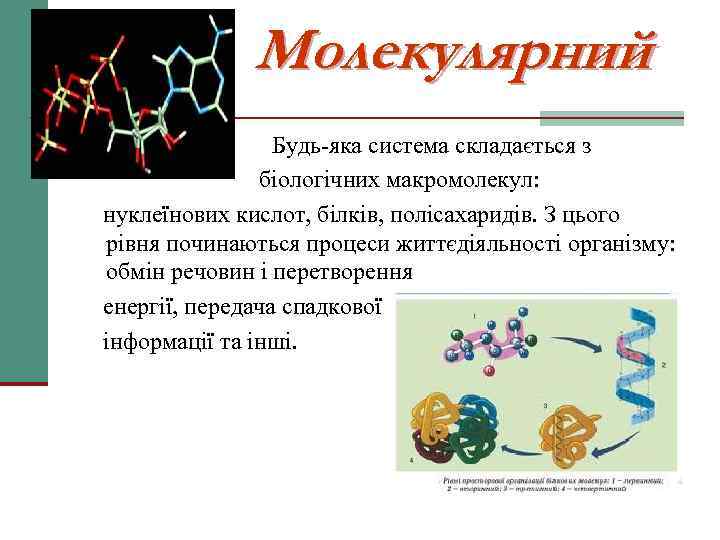 Молекулярний Будь-яка система складається з біологічних макромолекул: нуклеїнових кислот, білків, полісахаридів. З цього рівня