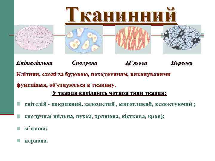 Тканинний Епітеліальна Сполучна М’язова Нервова Клітини, схожі за будовою, походженням, виконуваними функціями, об'єднуються в