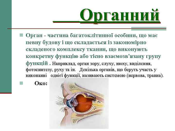 Органний n Орган - частина багатоклітинної особини, що має певну будову і що складається