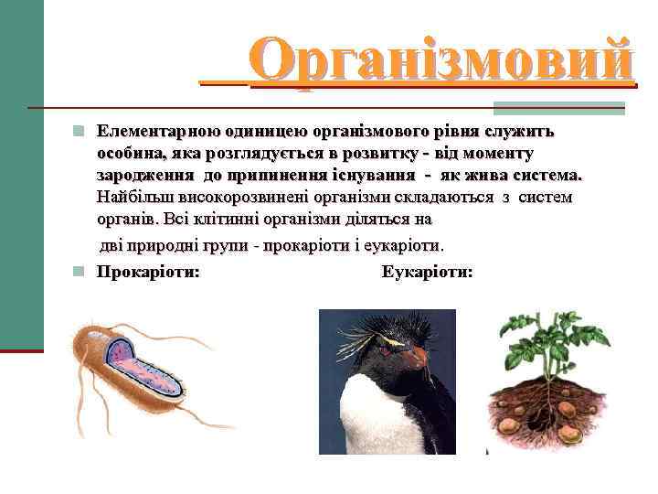 Організмовий n Елементарною одиницею організмового рівня служить особина, яка розглядується в розвитку - від