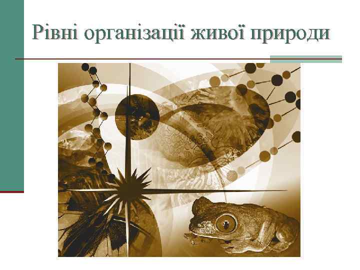 Рівні організації живої природи 