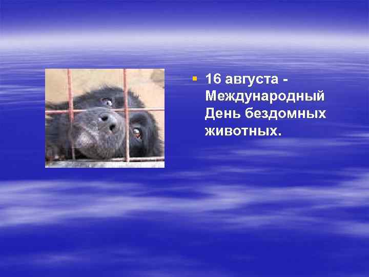 § 16 августа Международный День бездомных животных. 