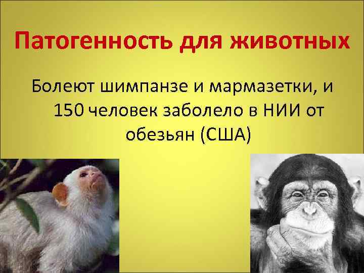 Патогенность для животных Болеют шимпанзе и мармазетки, и 150 человек заболело в НИИ от