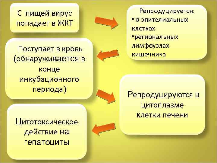 С пищей вирус попадает в ЖКТ Поступает в кровь (обнаруживается в конце инкубационного периода)