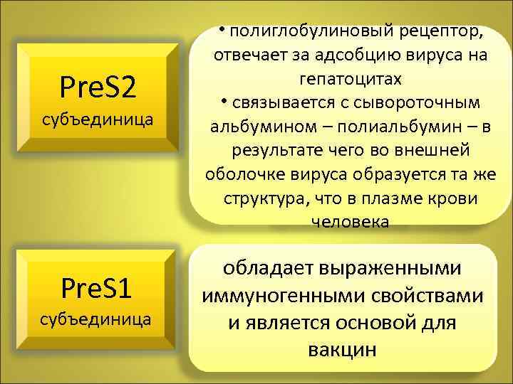 Pre. S 2 субъединица Pre. S 1 субъединица • полиглобулиновый рецептор, отвечает за адсобцию