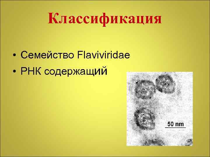 Классификация • Семейство Flaviviridae • РНК содержащий 
